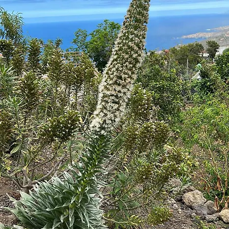 Daire Casa La Oliva Garachico (Tenerife)